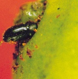 Coffee berry borer entering coffee berry